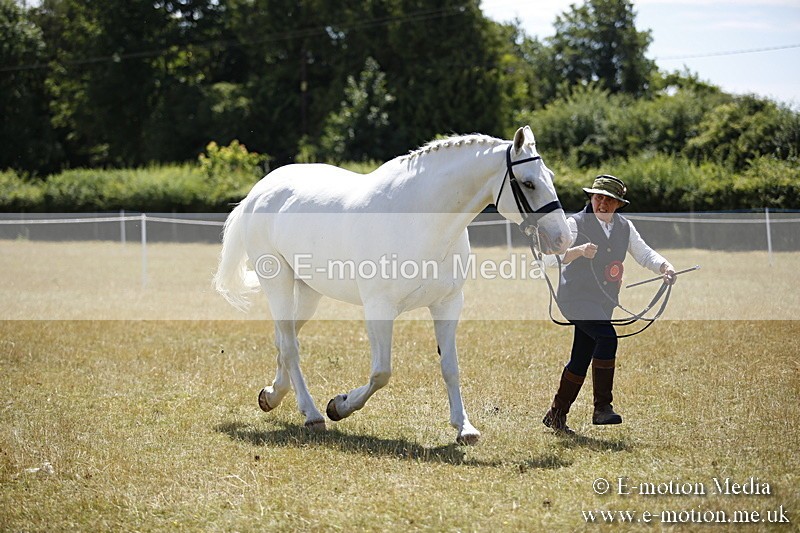 _C7A0105 - In Hand Championship BVRC Show 2018