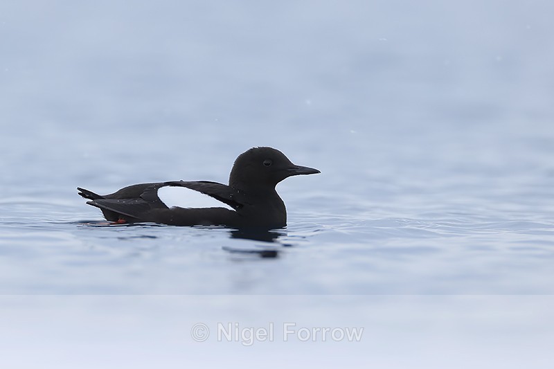Black Guillemot in fjord, Spitsbergen, Svalbard - Black Guillemot