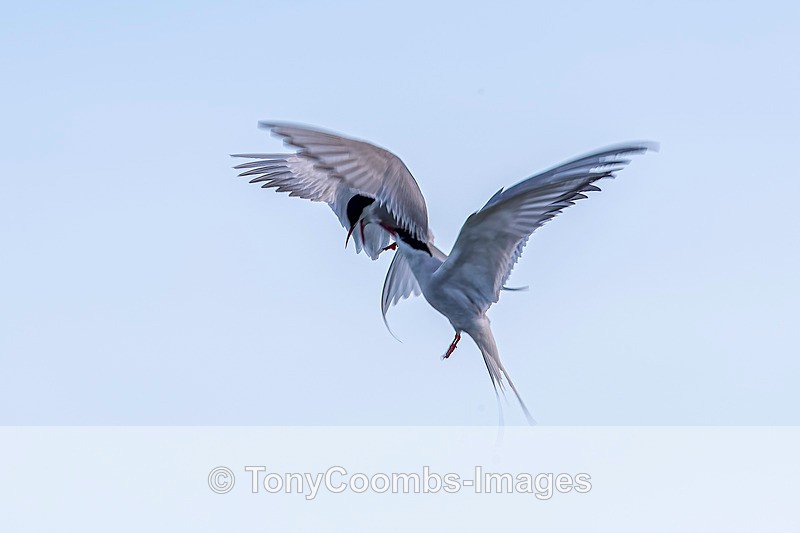Arctic Tern  Squabbling - Iceland
