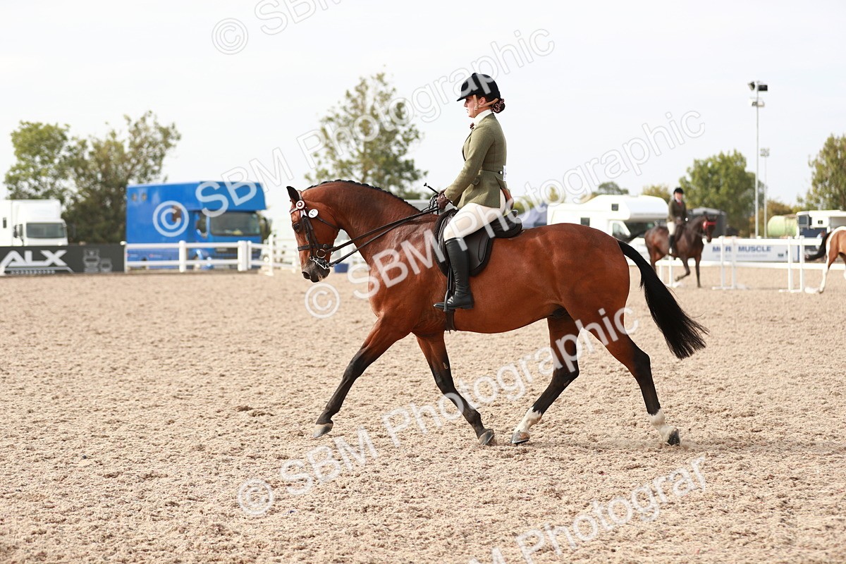 SBM_17515 - Class 215 Ridden Hack/ Riding Horse