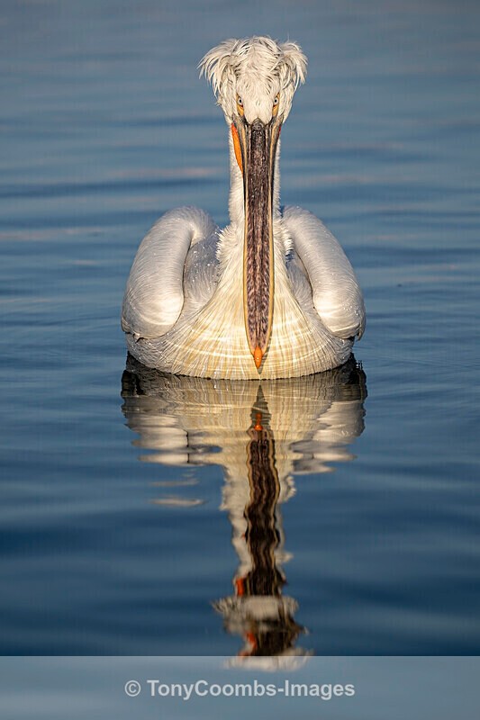 Dalmatian Pelican - Lake Kerkini