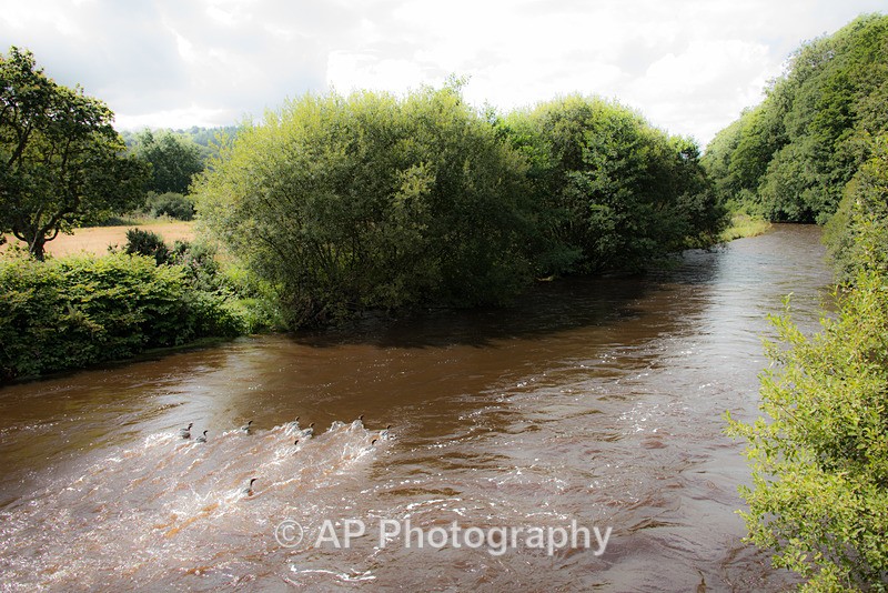 Goosanders_ACP_2534-2 - Birds