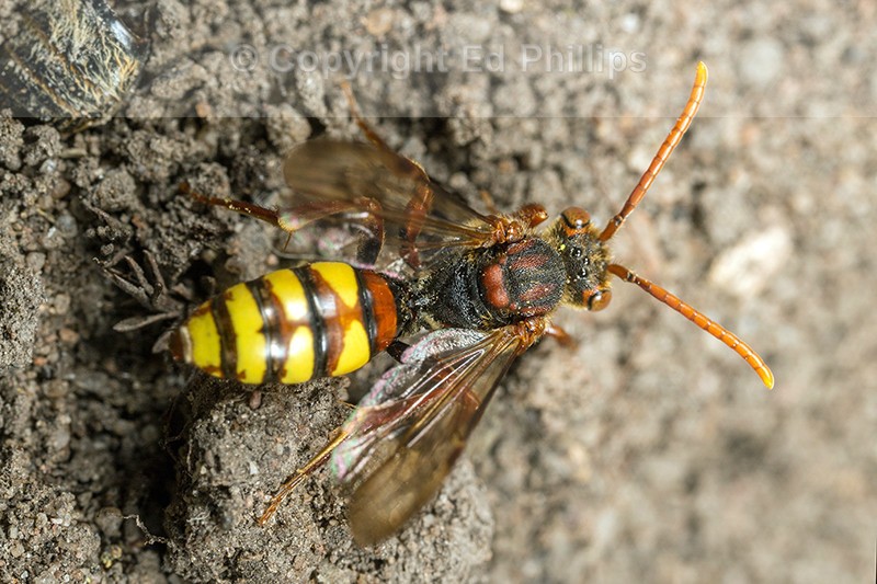 Nomada flava (f)