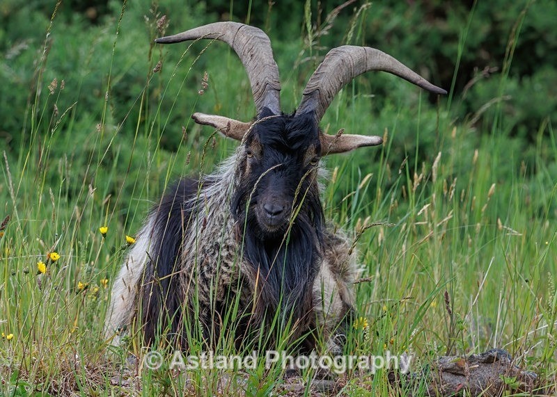 Mountain Goat - Latest Images