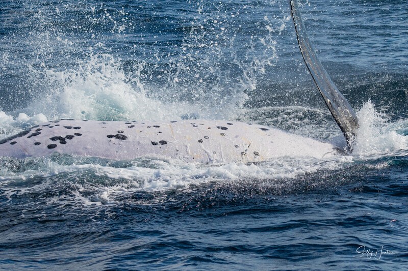 0A3A7789. Spotty Tummy - 2023 Whale Photos