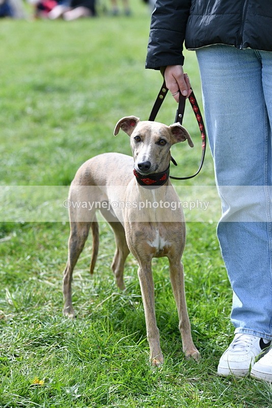 WJ5_9775 - Class 3 Most Handsome Dog