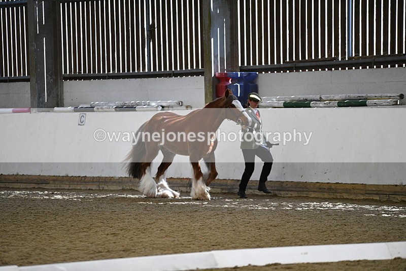 WJ5_5304 - Class 8 In hand cob