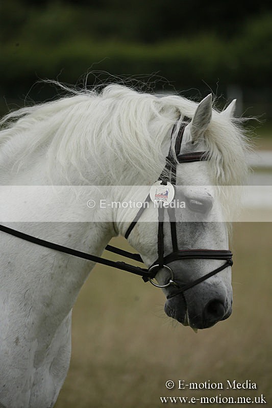 B230619-0100 - Bourne Valley Riding Club Summer Show 23/06/19
