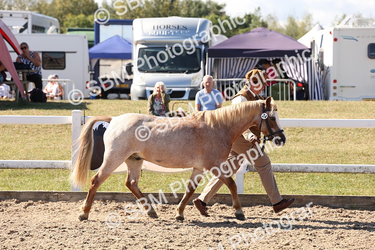 SBM_13884 - Class 205 - IH Show Pony - Show Hunter Pony