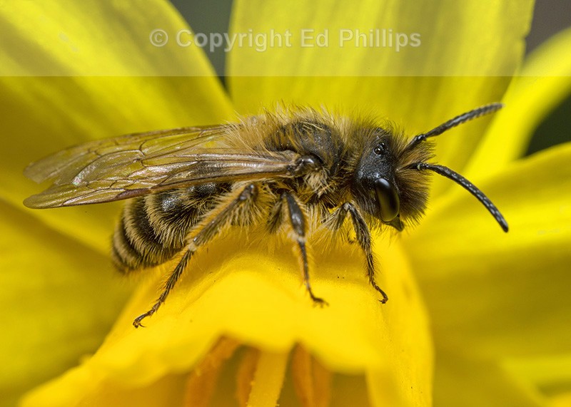 Andrena flavipes (m)