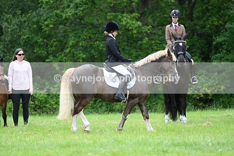 WJ7_4186 - Class 14A Handsome Gelding