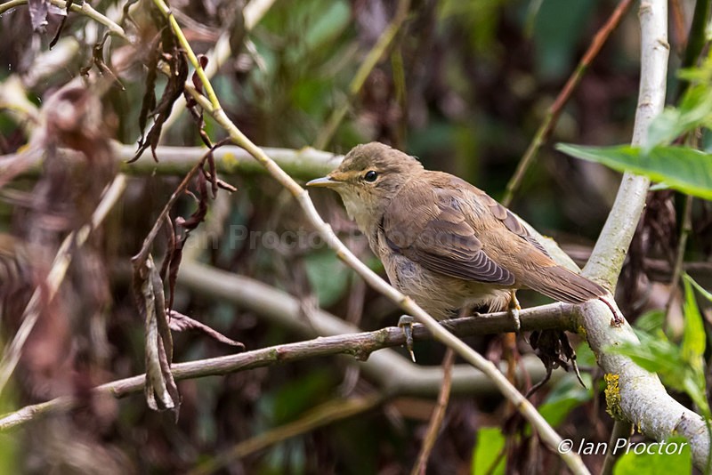 Reed Warbler - Nature