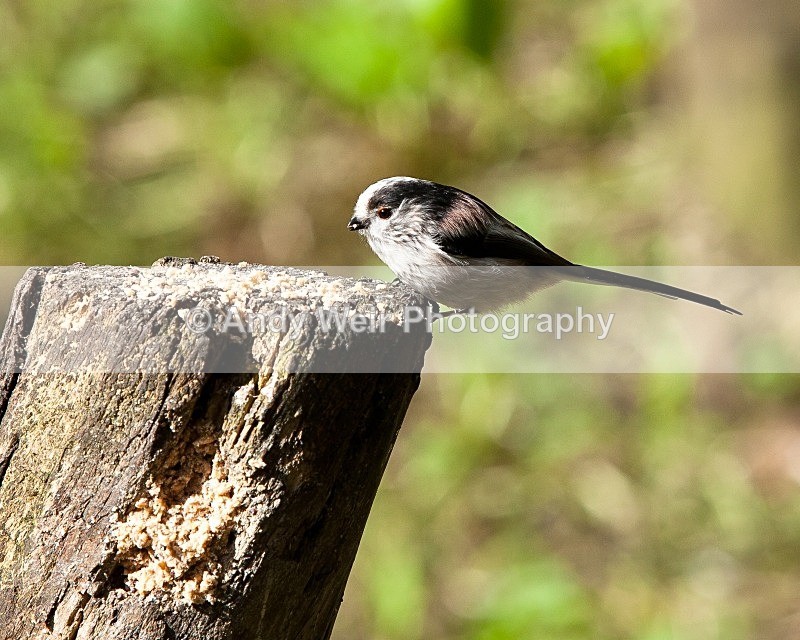 20110910-_MG_6382 - Long-tail Tit