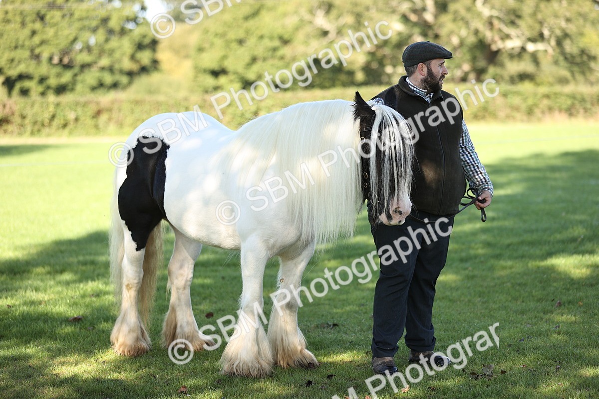 SBM_15915 - S1 - TSR in Hand Horse & Pony Showing