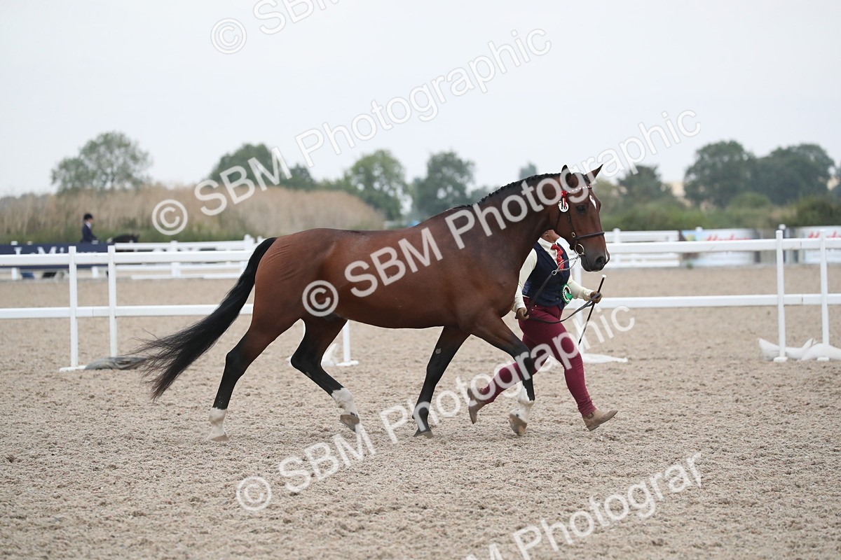 SBM_18434 - Class 318 IH Part bred Horse/Pony
