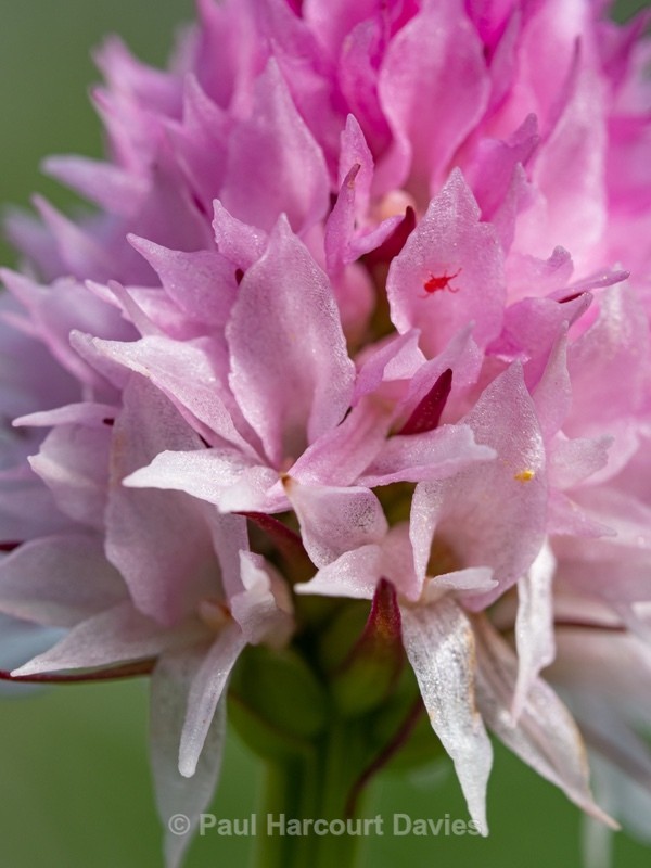 Widder's Vanilla orchid (Nigritella widderi syn Gymnadenia widderi)  - Wild Orchids - 1