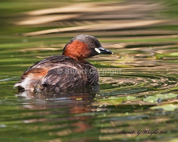 154 - Waterfowl