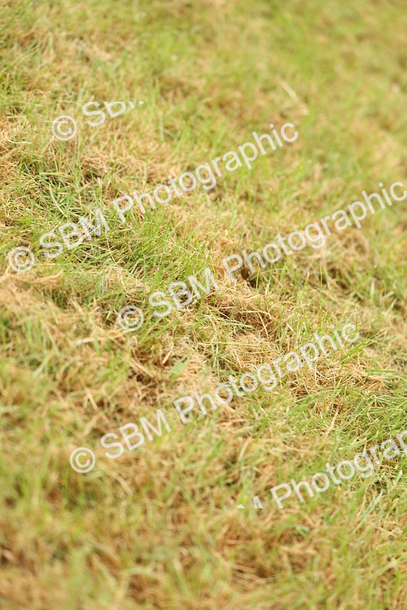 SBM_02240 - Class 50-57 - M&M Welsh Pony In Hand