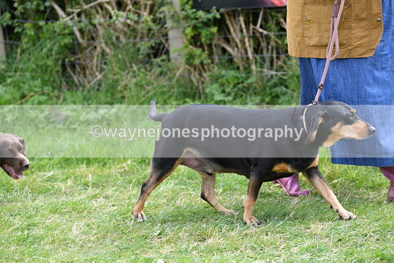 WJ5_9924 - Class 5 Best Veteran / 7 years & over