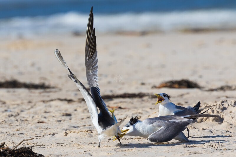 Fish Fight 2 - Crested Terns