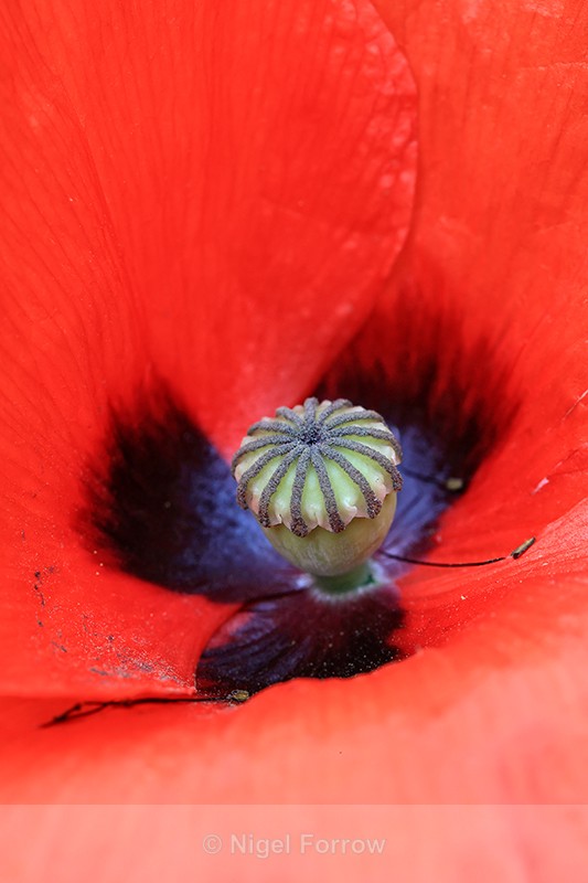 Centre of Field Poppy flower, Oxfordshire, UK - PLANTS