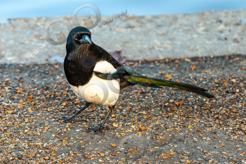 Magpie Pica pica 7225 - UK birds
