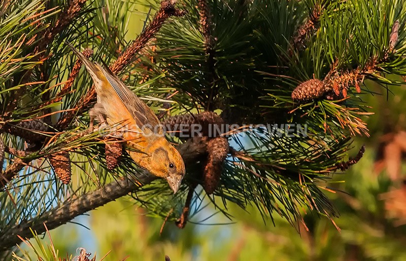 Crossbill - Wildlife
