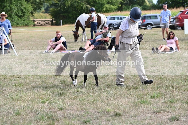 WJ6_7001 - Class 21 Shetland & Mini Horses