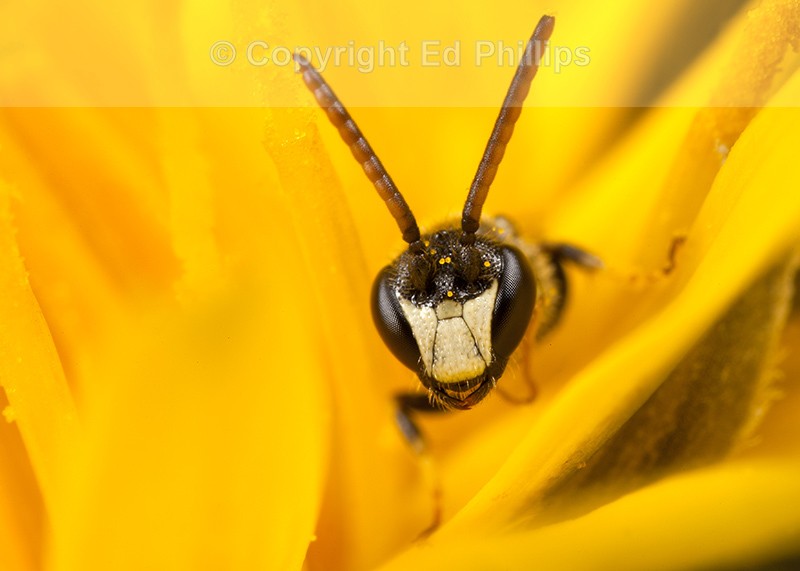 Hyaleus hyalinatus (m)
