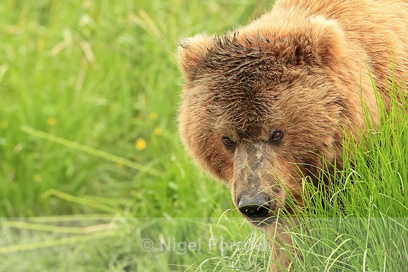 Brown Bear adult female close view, Silver Salmon Creek, Alaska - Brown Bear