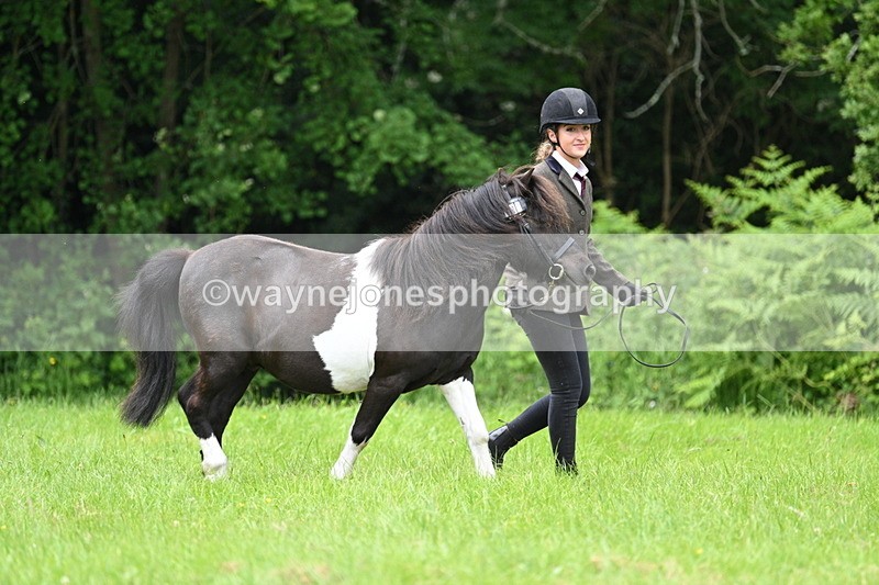 WJ7_3905 - Class 14A Handsome Gelding