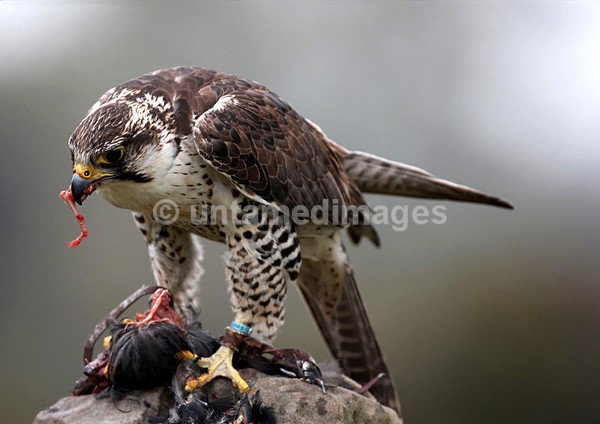 Peregrine 1 - United Kingdom