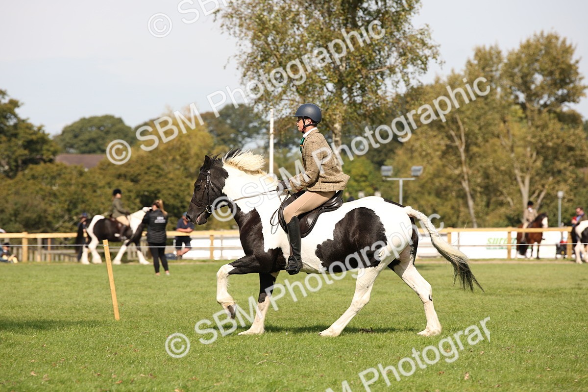 SBM_70092 - S65 - Piebald & Skewbald Horse Ridden
