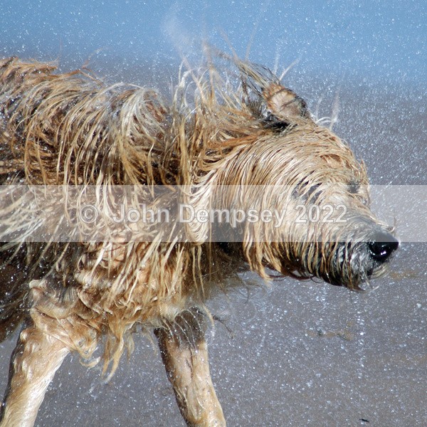 Jake Drying Out - Walking the Dog