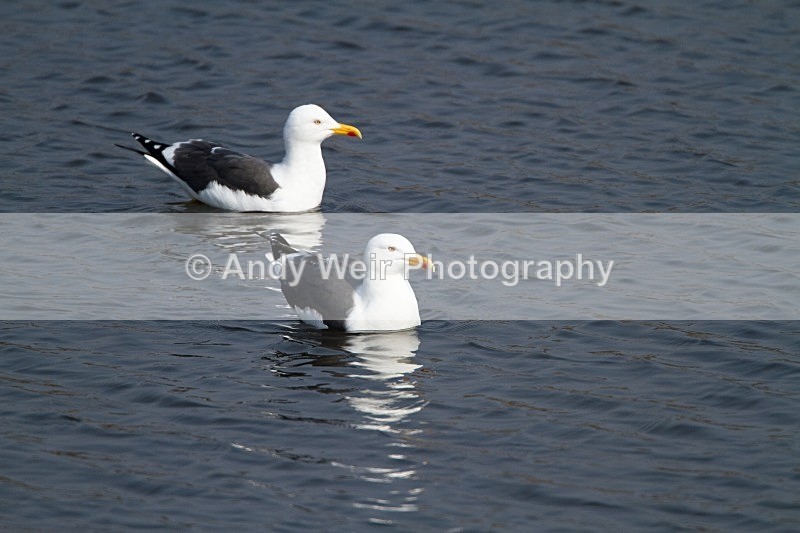 20120324-_MG_9754 - Gulls