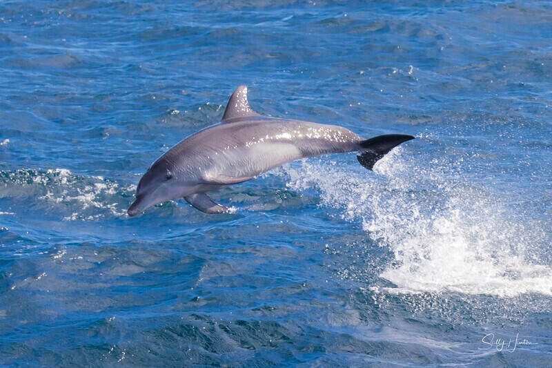 0A3A0932 Dolphin Leeping - 2024 Whale Photos