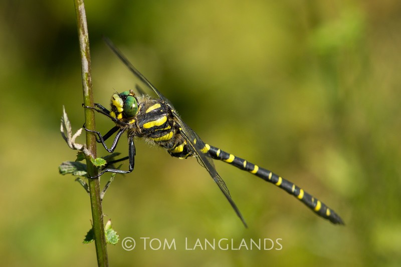 Golden-ringed Dragonfly - Macro