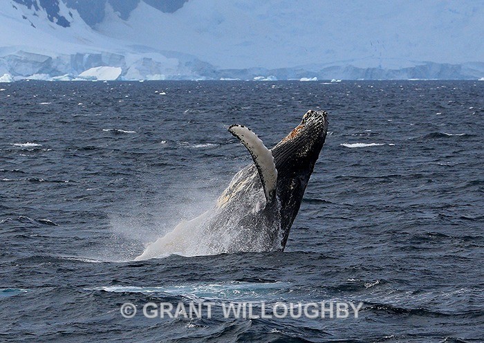 Humpback breaching - Antartica