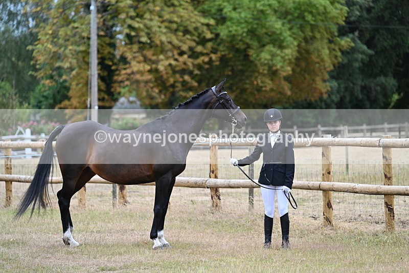 WJ7_8976 - Class 4a Prettiest Mare 14.2hh and over