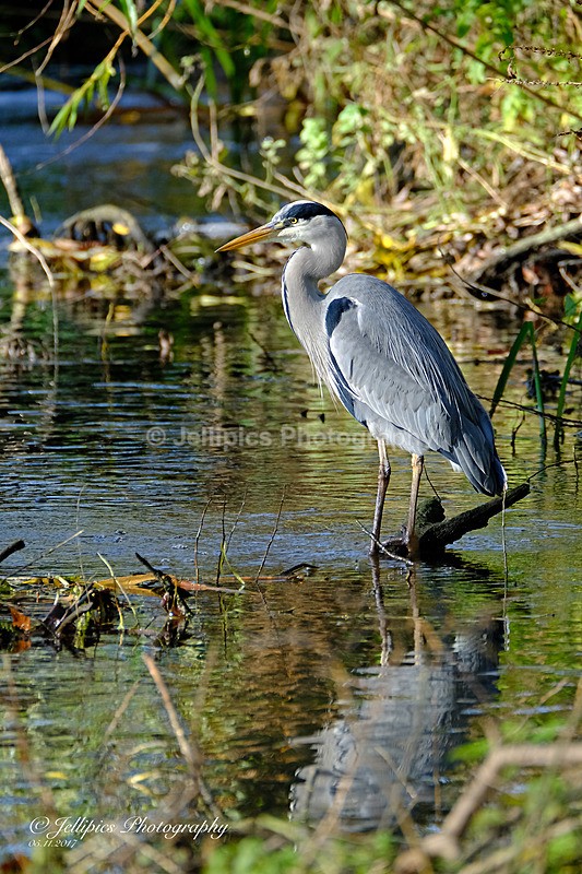  - Wildlife and Nature