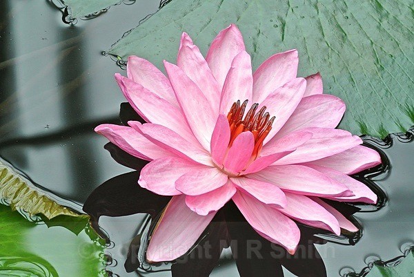 Glossy Pink Water Lily - MACRO & CLOSE UPS