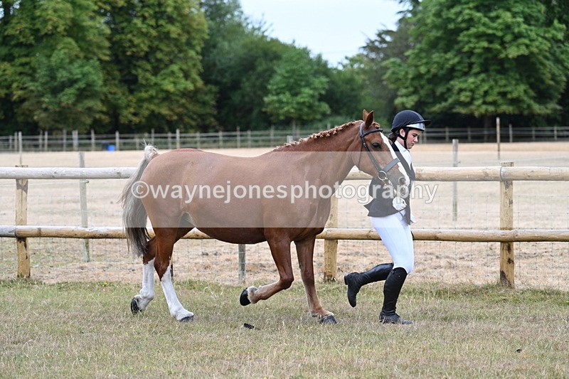WJ7_8766 - Class 4a Prettiest Mare 14.2hh and over
