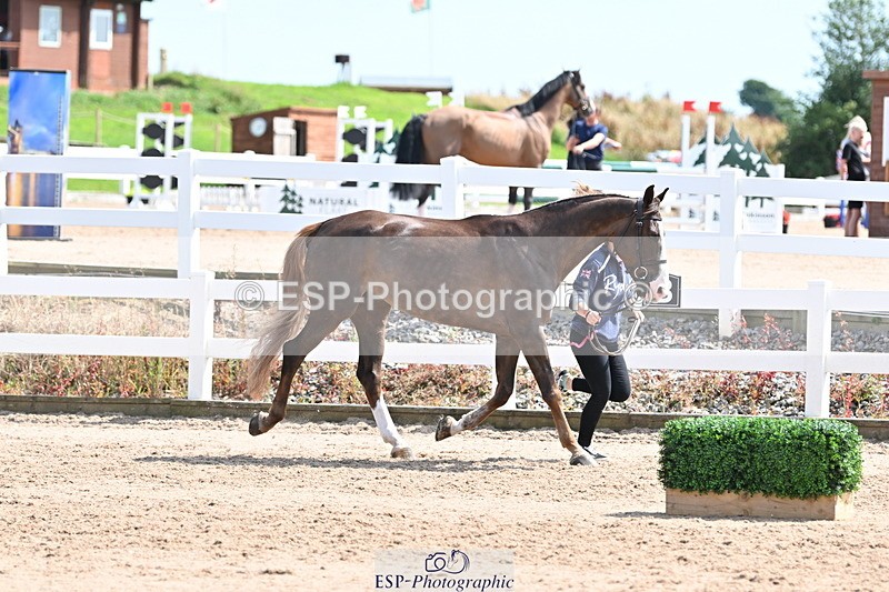 240717A-151414-02665 - Trot Up 3pm to 4pm