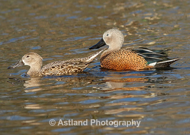Astland Photography, Bird and Wildlife Images, Susan and Peter Wilson, U.K.