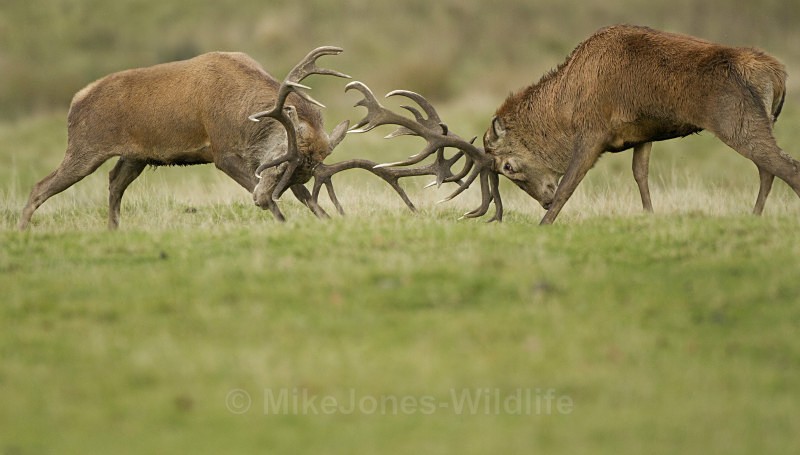 RED DEER RUT ref rdr 14 - DEER RUT FOR RED AND FALLOW DEER