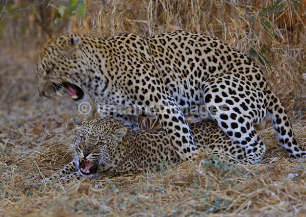 Mating Leopards - Botswana