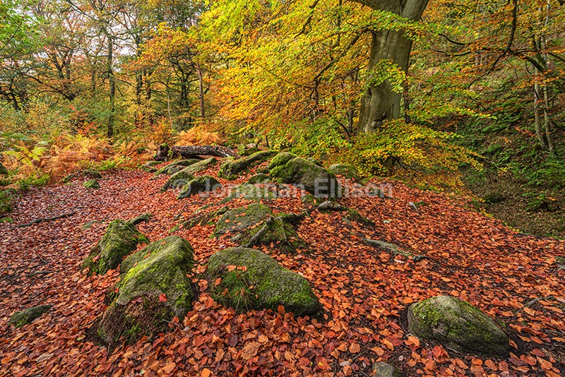 Padley Gorge - The Peak District