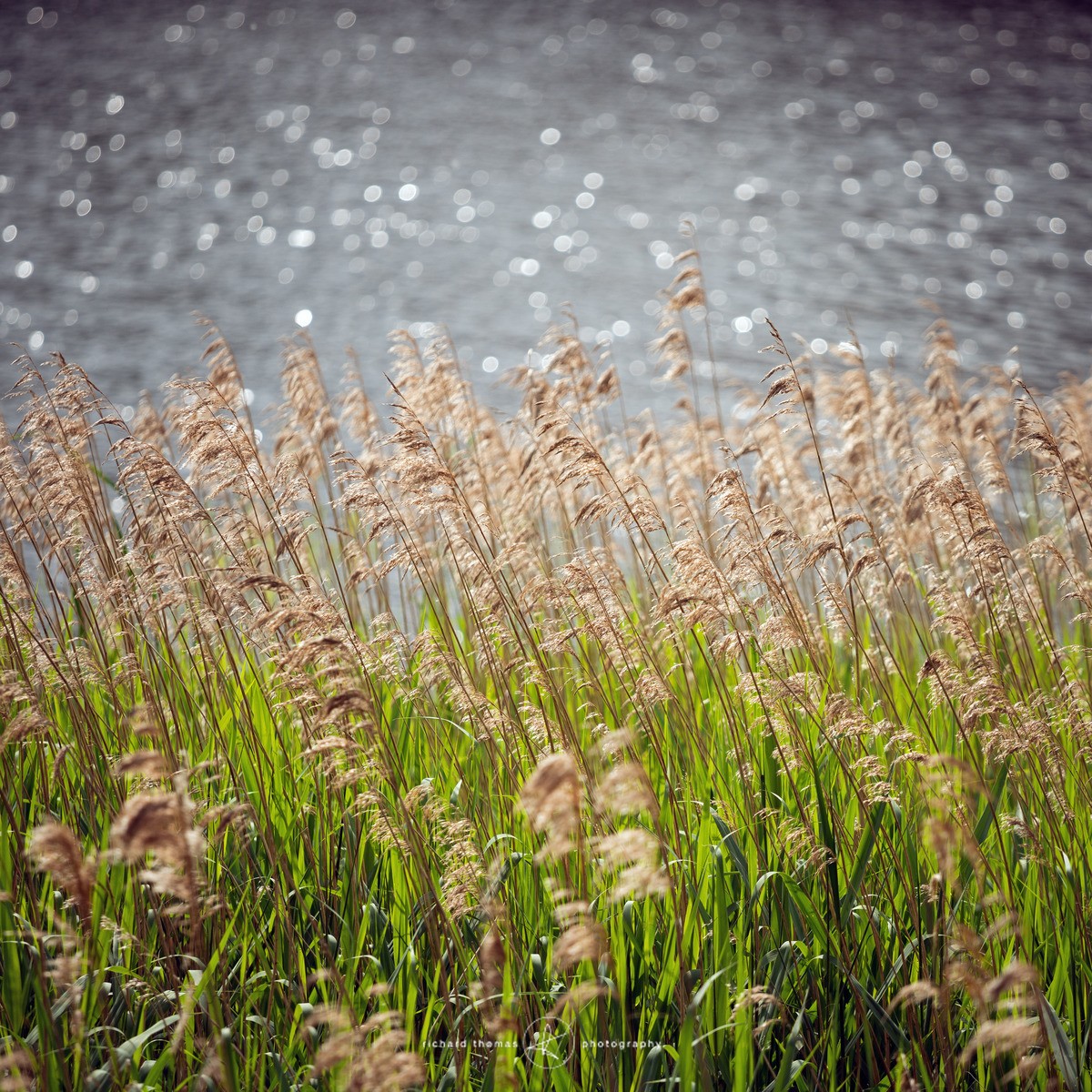 Summer reeds - Frensham