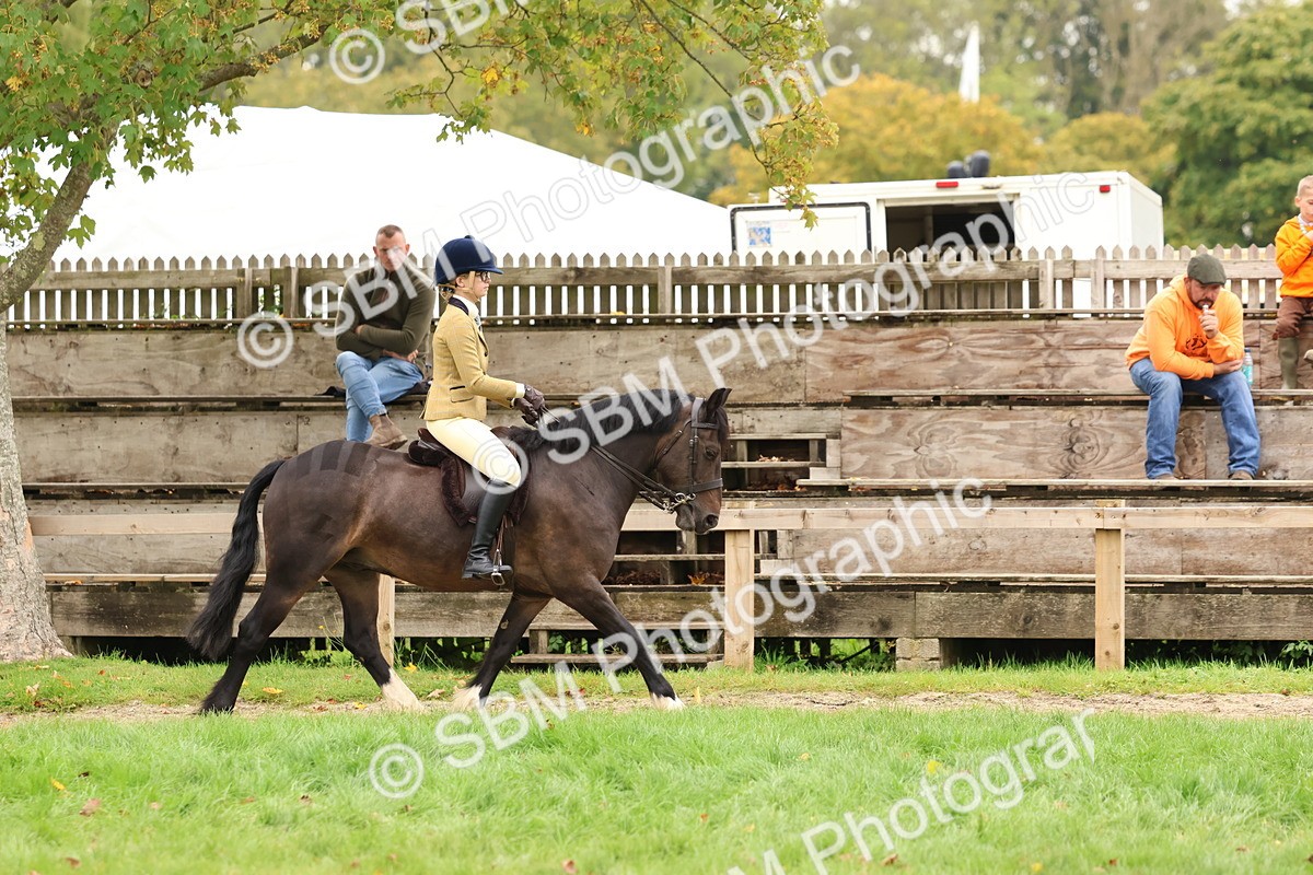 SBM_59960 - S36 - Rehabiliated Rescue Horse & Pony In Hand & Ridden
