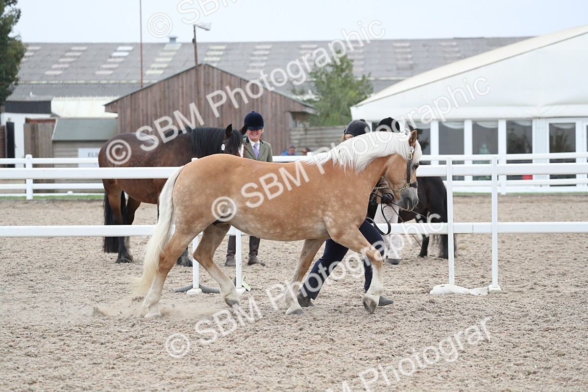 SBM_17930 - Class 317 IH Pure bred Horse/Pony